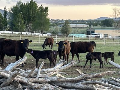 3 Wagyu cow calf pairs
