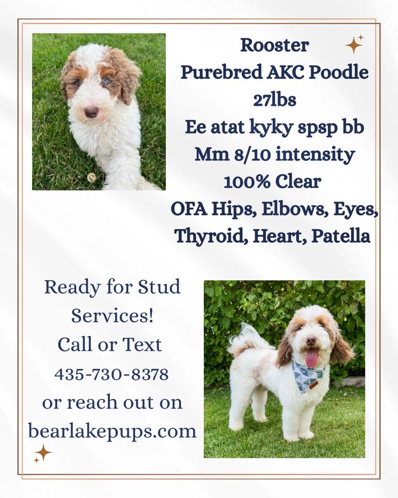 Brown Tricolor Merle Parti Poodle Stud