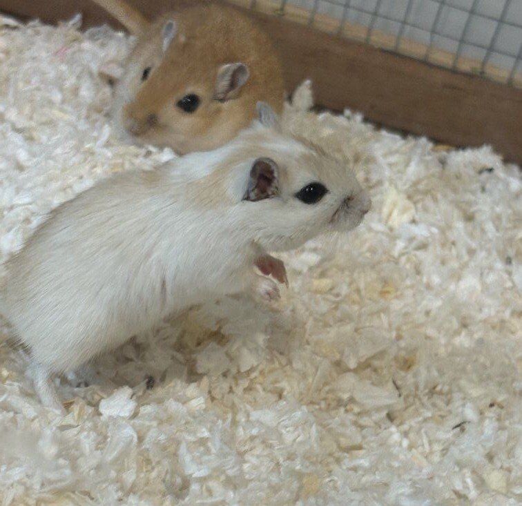 Gerbils