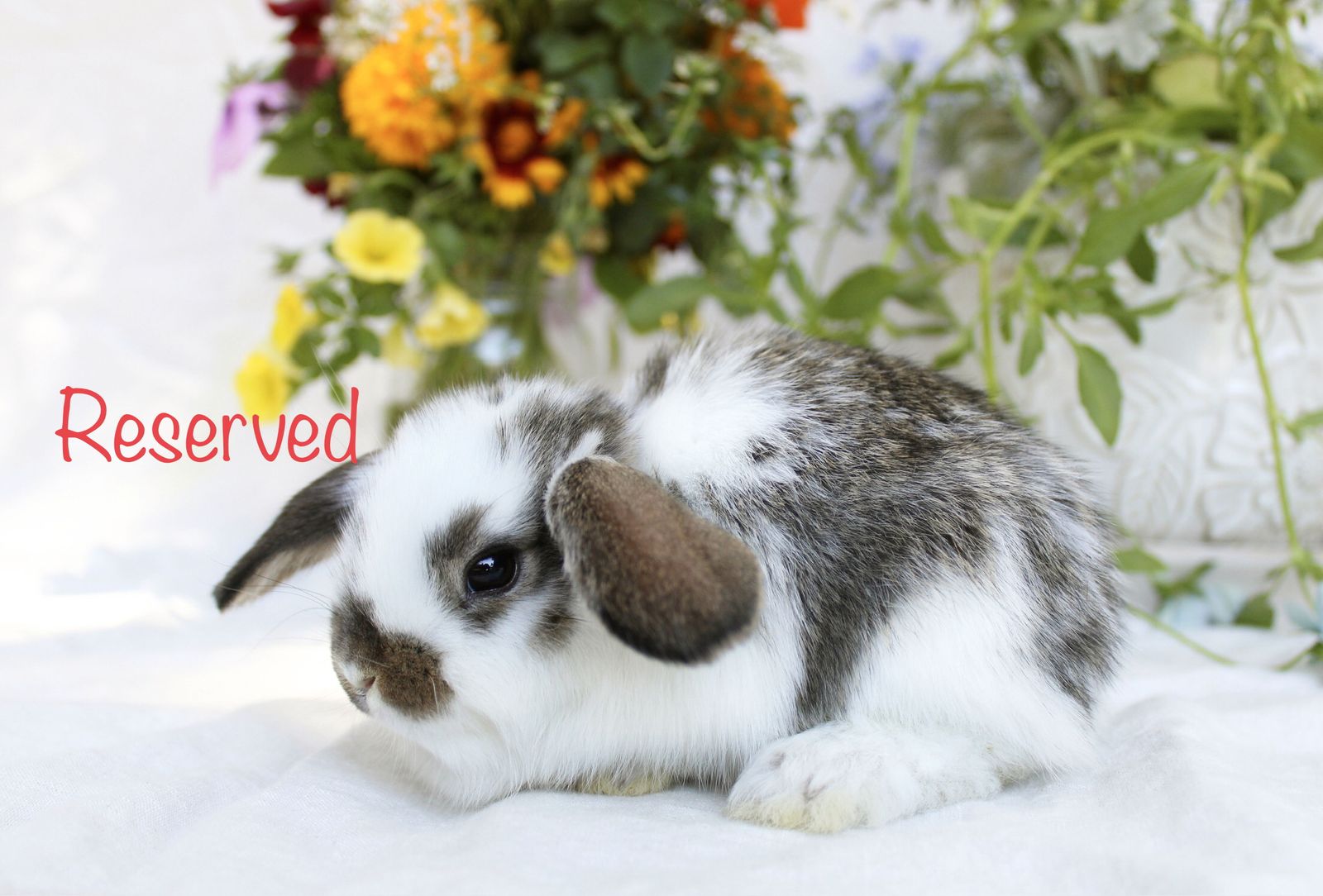 Main image 10