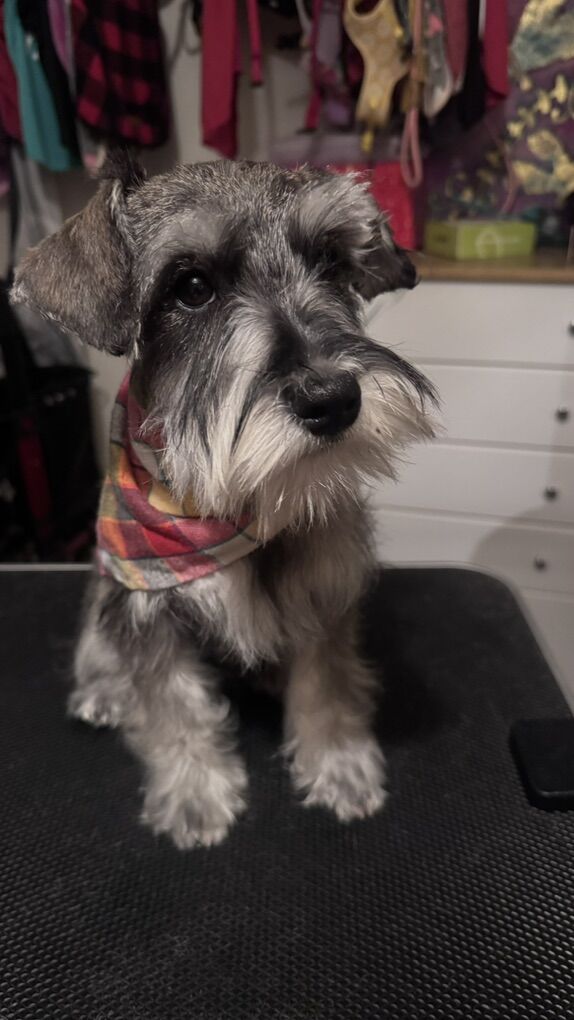 Mini schnauzer salt and pepper ( MALE )
