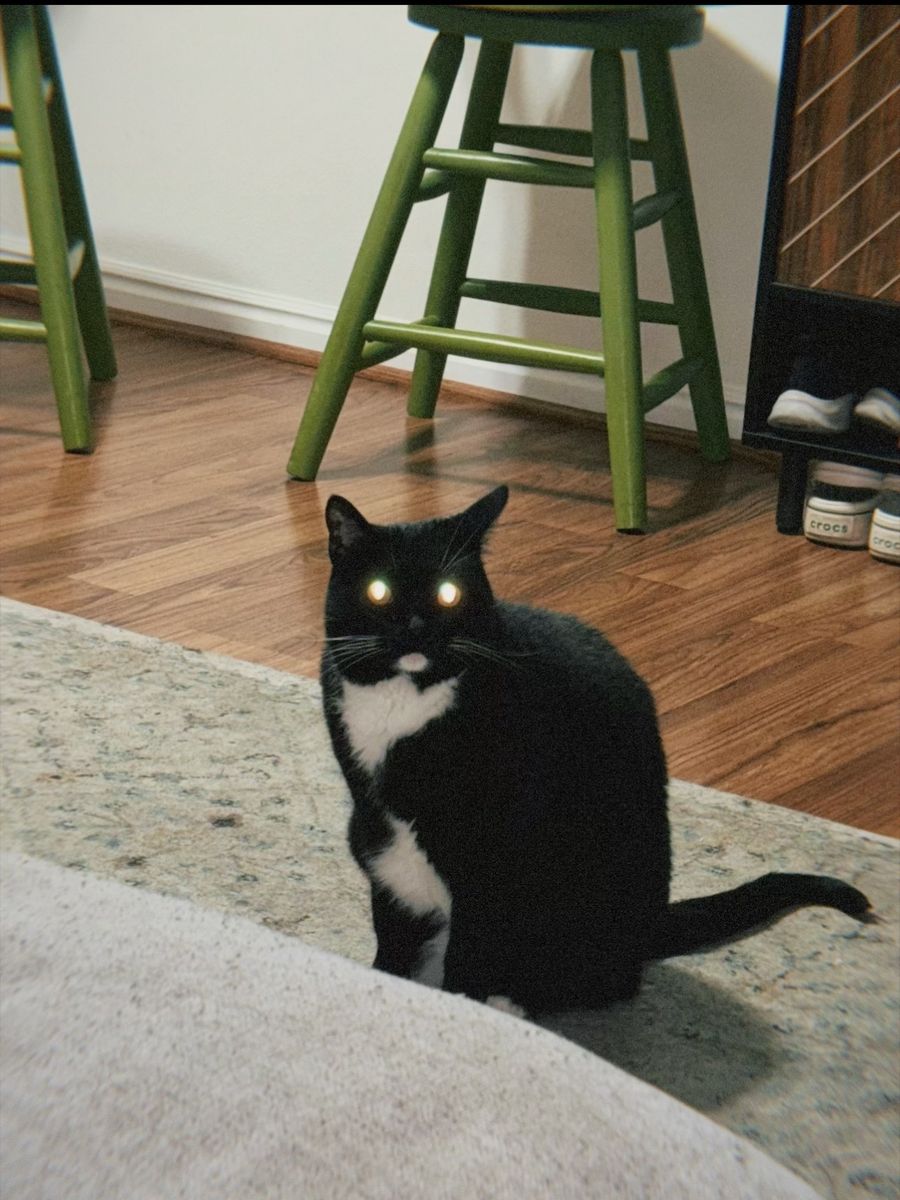 Friendly Tuxedo Cat - Ready for a Loving Home!