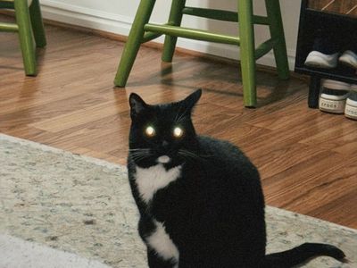 Friendly Tuxedo Cat - Ready for a Loving Home!