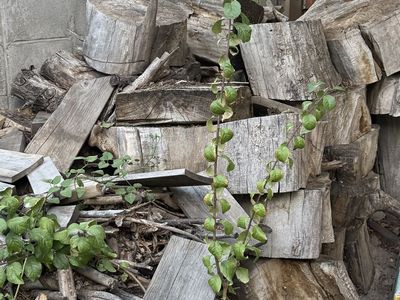 Free Firewood & Scrap Wood Pile - Assorted Sizes & Types