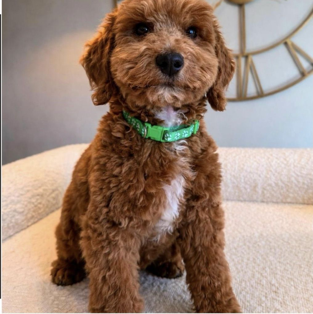 Deep Red Mini Poodle Females