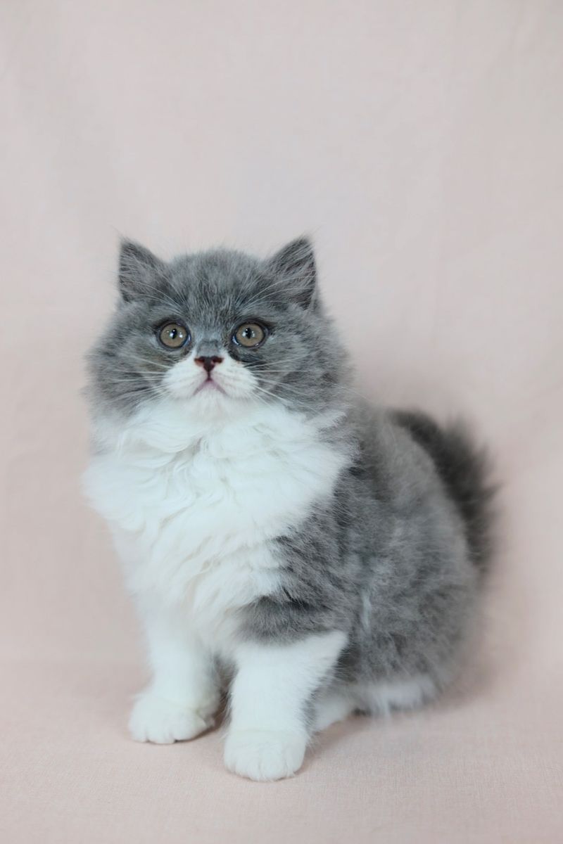 Show Quality Pedigreed British Longhair Kitten