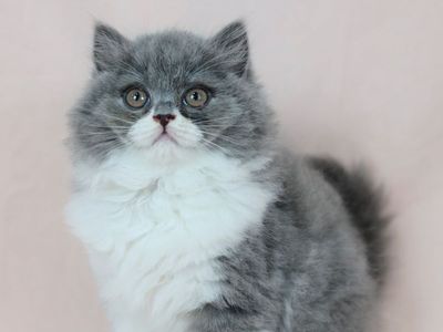 Show Quality Pedigreed British Longhair Kitten