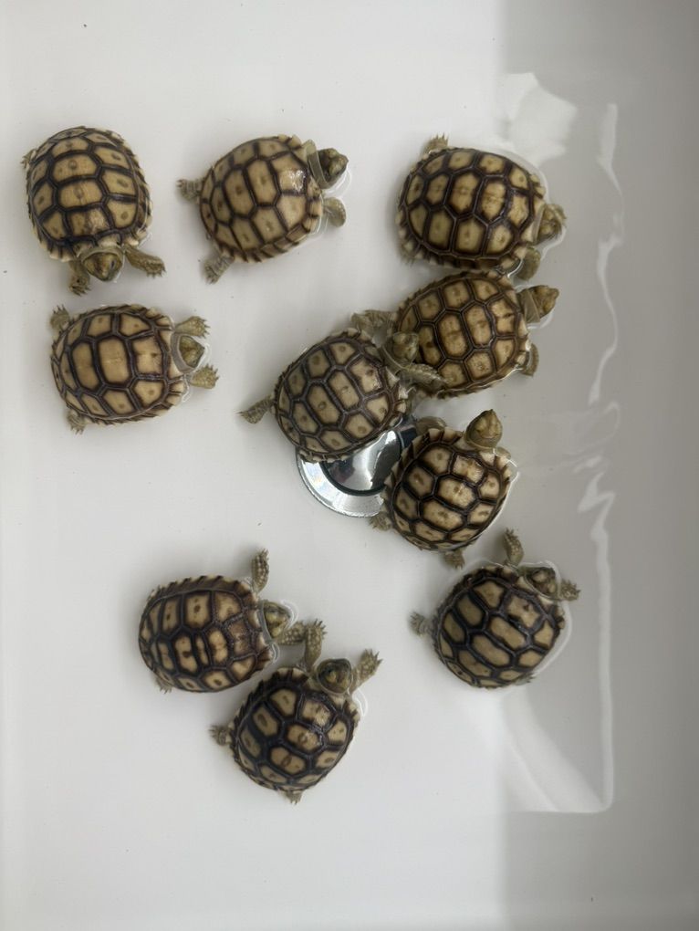 sulcata tortoise