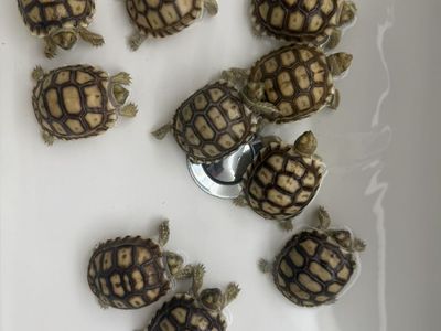sulcata tortoise