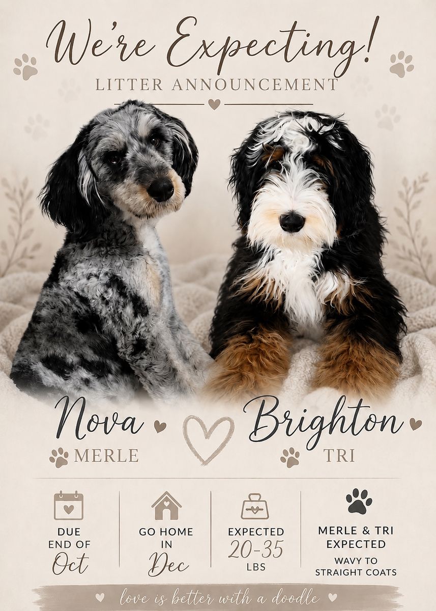 Nova × Brighton – Multigen Bernedoodle Puppies Coming This December!
