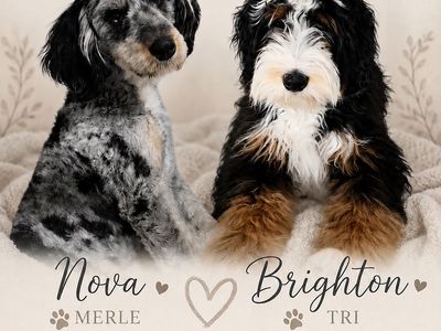 Nova × Brighton – Multigen Bernedoodle Puppies Coming This December!