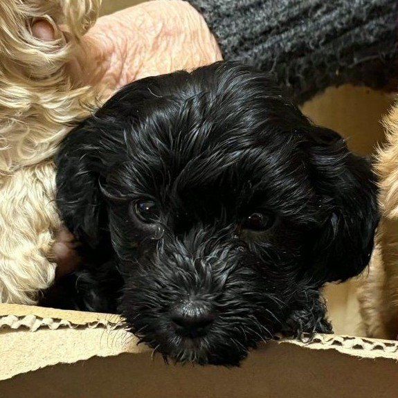 YORKIEPOO PUPPY