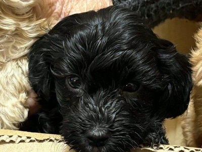 YORKIEPOO PUPPY