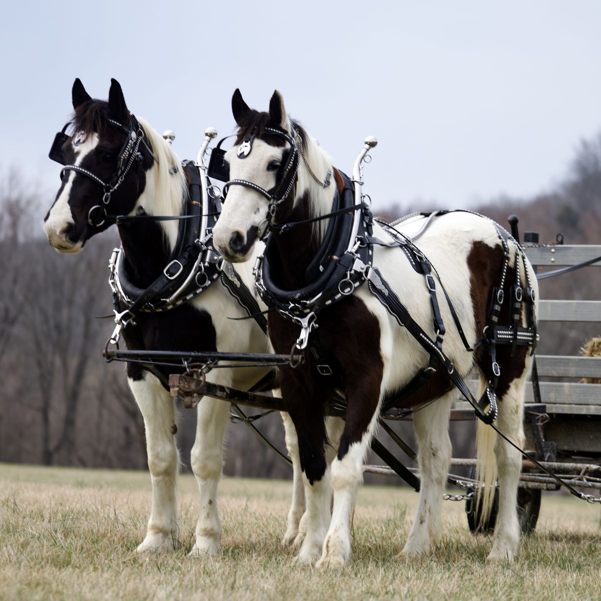 Spotted Draft Cross Beginner Safe Team for Sale