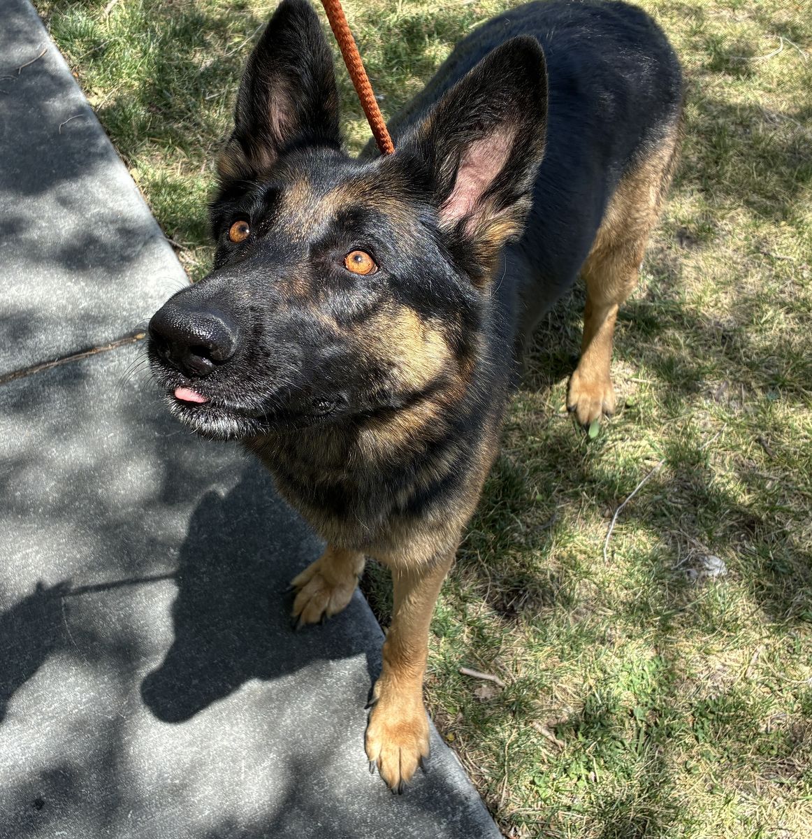 A135242 Repo is Available for Adoption!