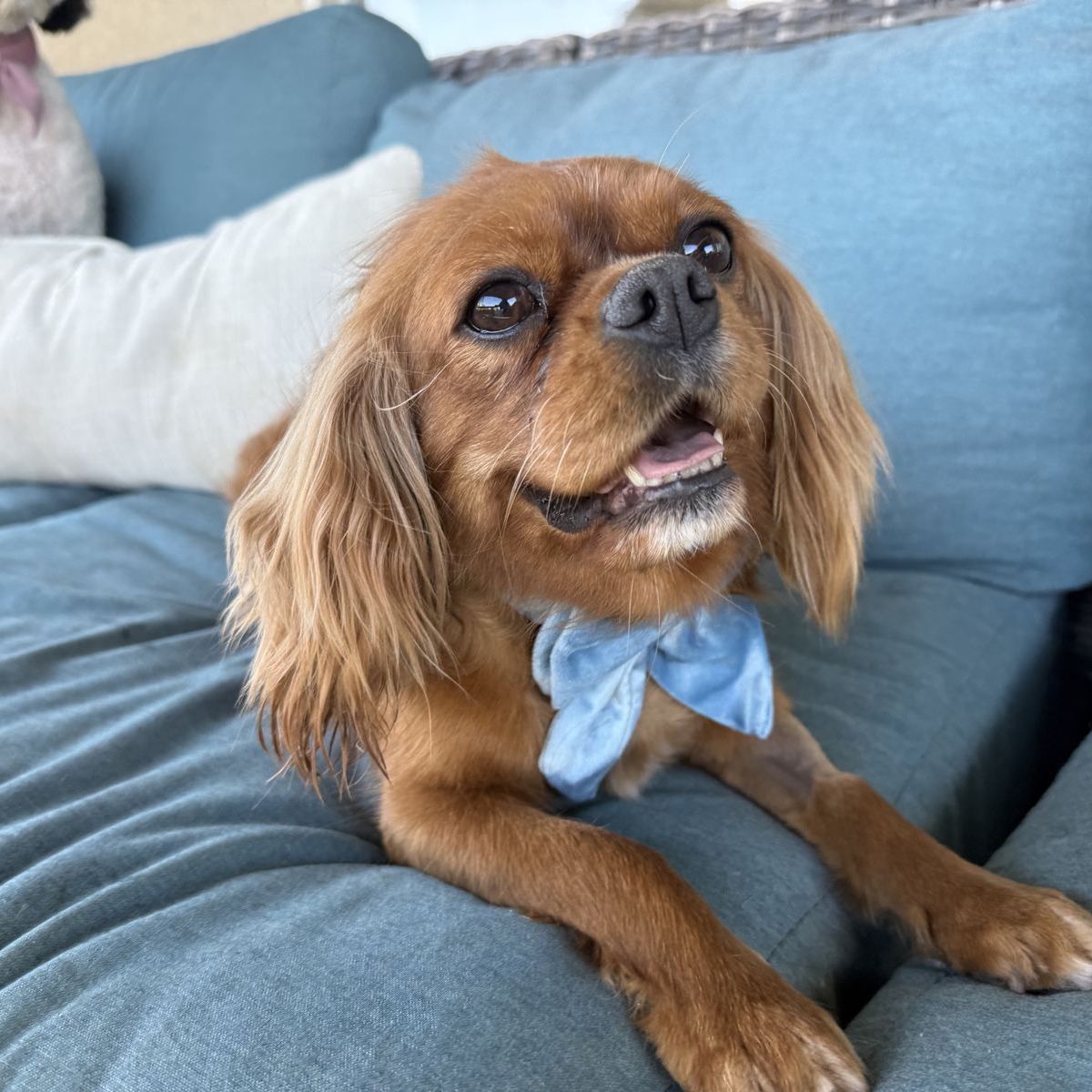Ruby - King Charles Cavalier