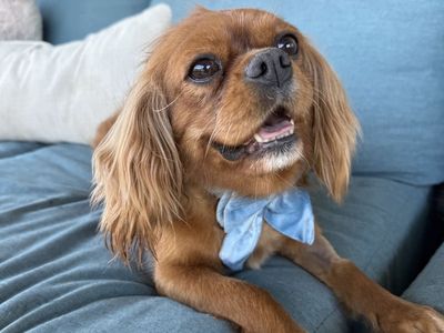 Ruby - King Charles Cavalier
