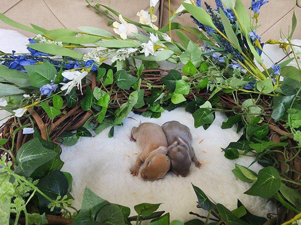 2 Standard Rex Rabbits
