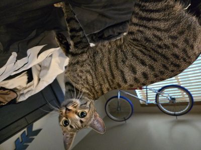 Savannah 1 year old
Cat breed