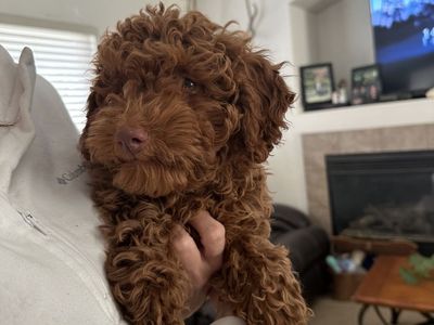 Mini Goldendoodles