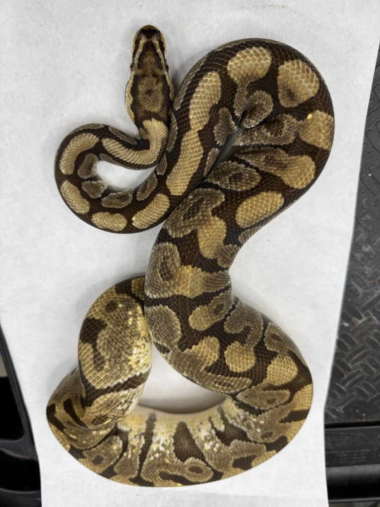 Spotnose Het Clown
