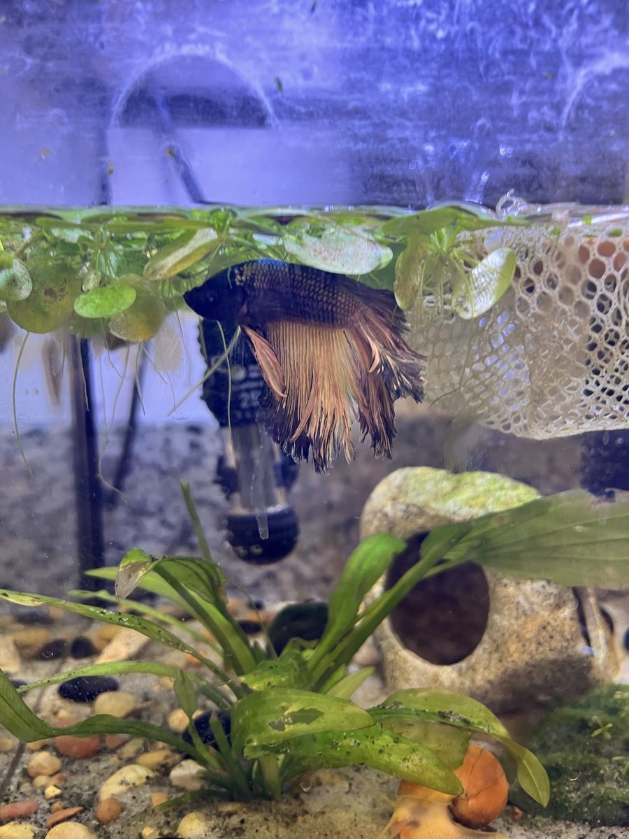 Halfmoon Male Betta Fish