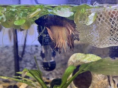 Halfmoon Male Betta Fish