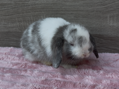 Mellow Holland Lop Buck ready to reserve!