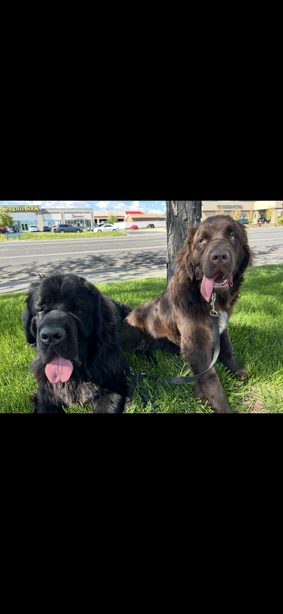 Purebred Newfoundland Dogs for Rehoming: Bear (M, 3 yrs) & Millie (F, 2 yrs) - Sweet & Mellow Companions