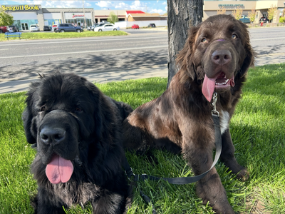 Purebred Newfoundland Dogs for Rehoming: Bear (M, 3 yrs) & Millie (F, 2 yrs) - Sweet & Mellow Companions