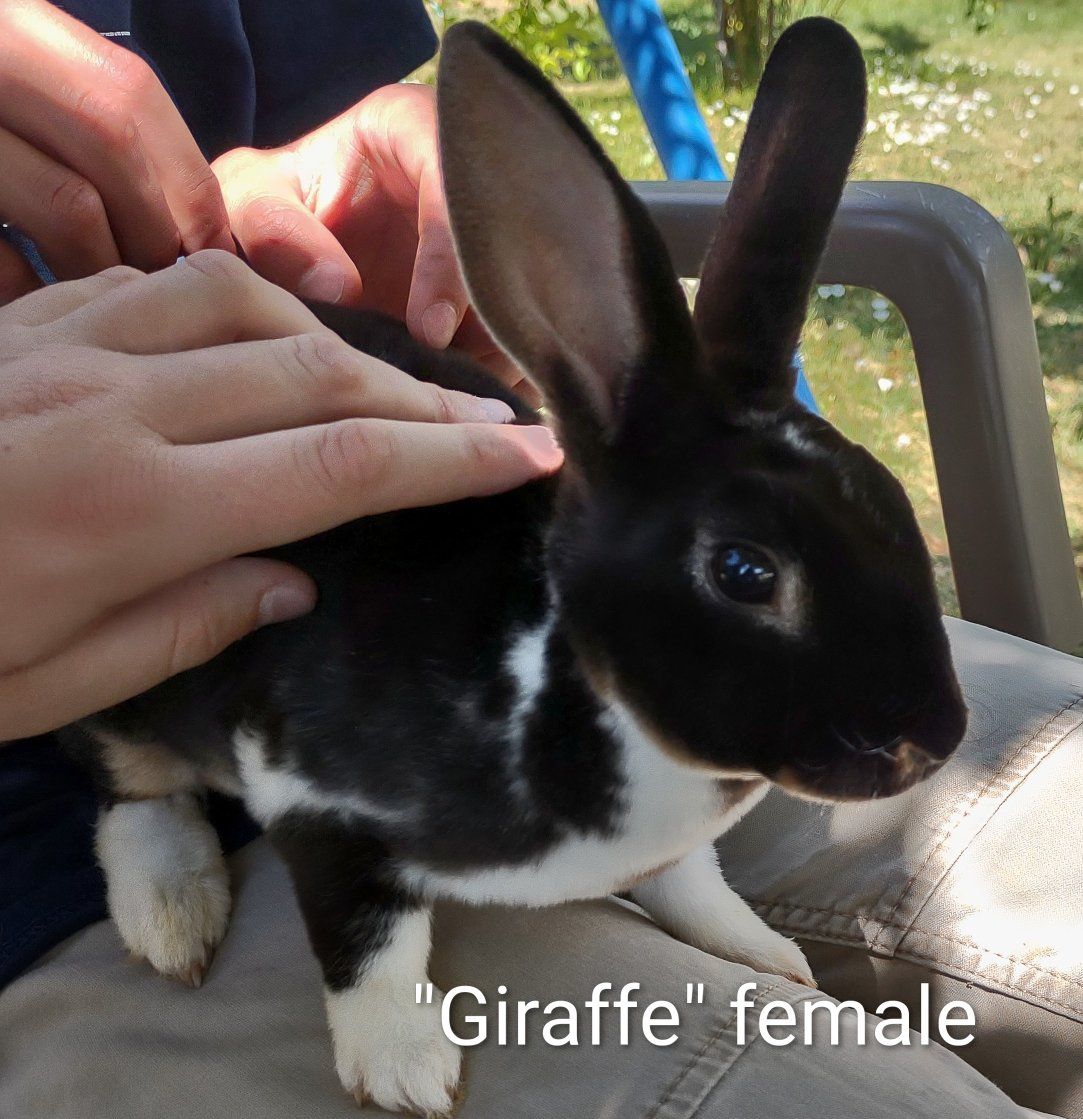 Baby Mini Rex Rabbits