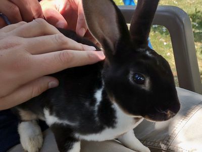 Baby Mini Rex Rabbits