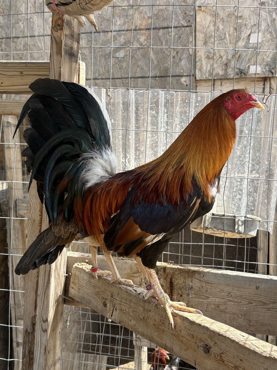 Gamefowl