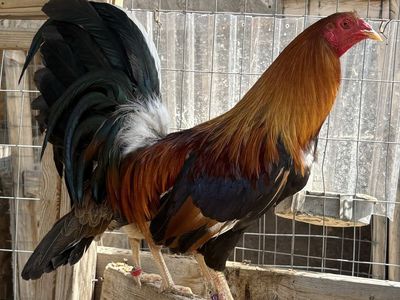 Gamefowl