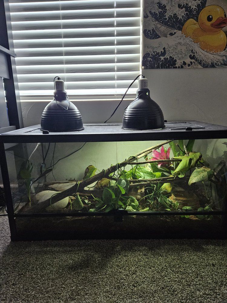 ball python/enclosure
