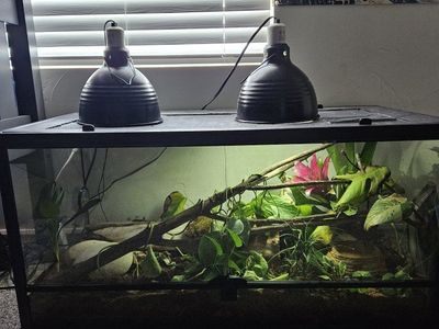 ball python/enclosure