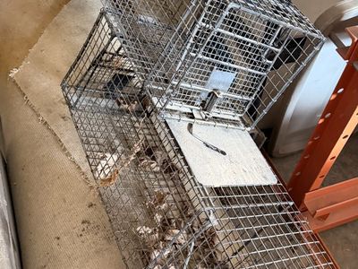 Two large live animal traps - 11" x 11" x 35"