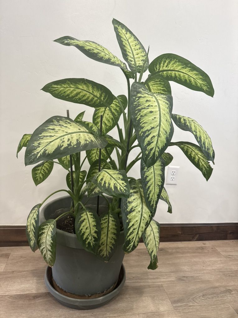 Gorgeous Dieffenbachia House Plants