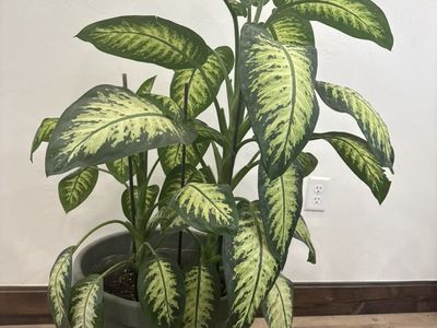 Gorgeous Dieffenbachia House Plants
