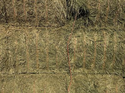 3x4 Alfalfa Hay
