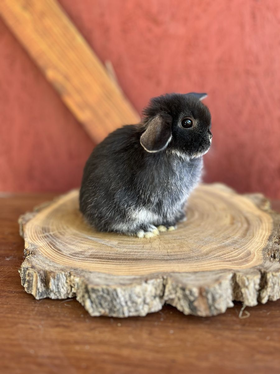 Pedigree holland lop doe