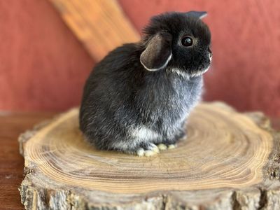 Pedigree holland lop doe