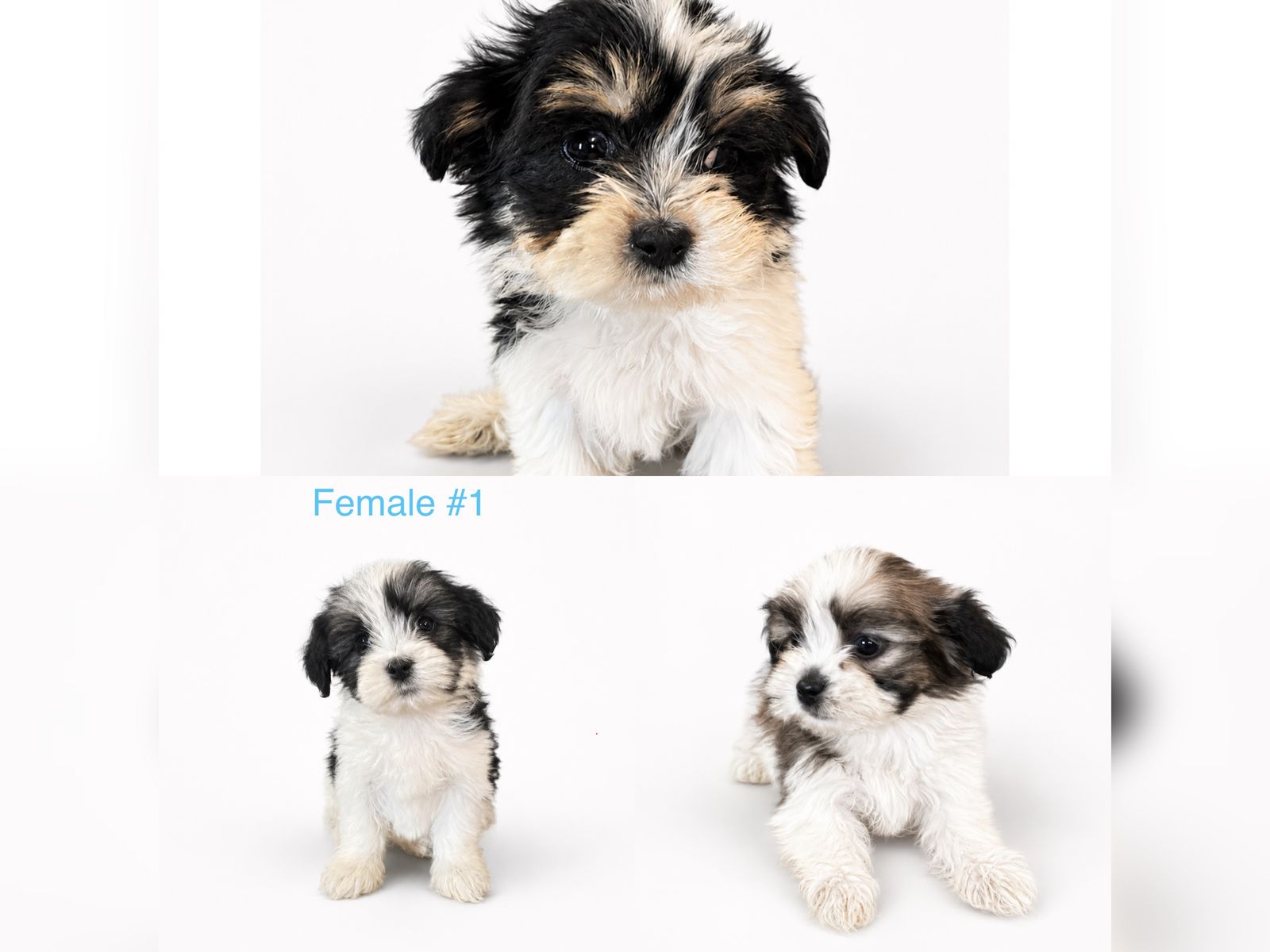 Purebred Shih Tzu Puppies | Hypoallergenic Mini Non Shedding