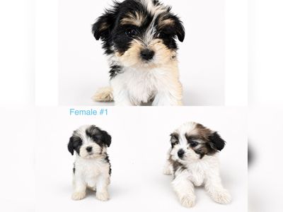 Purebred Shih Tzu Puppies | Hypoallergenic Mini Non Shedding