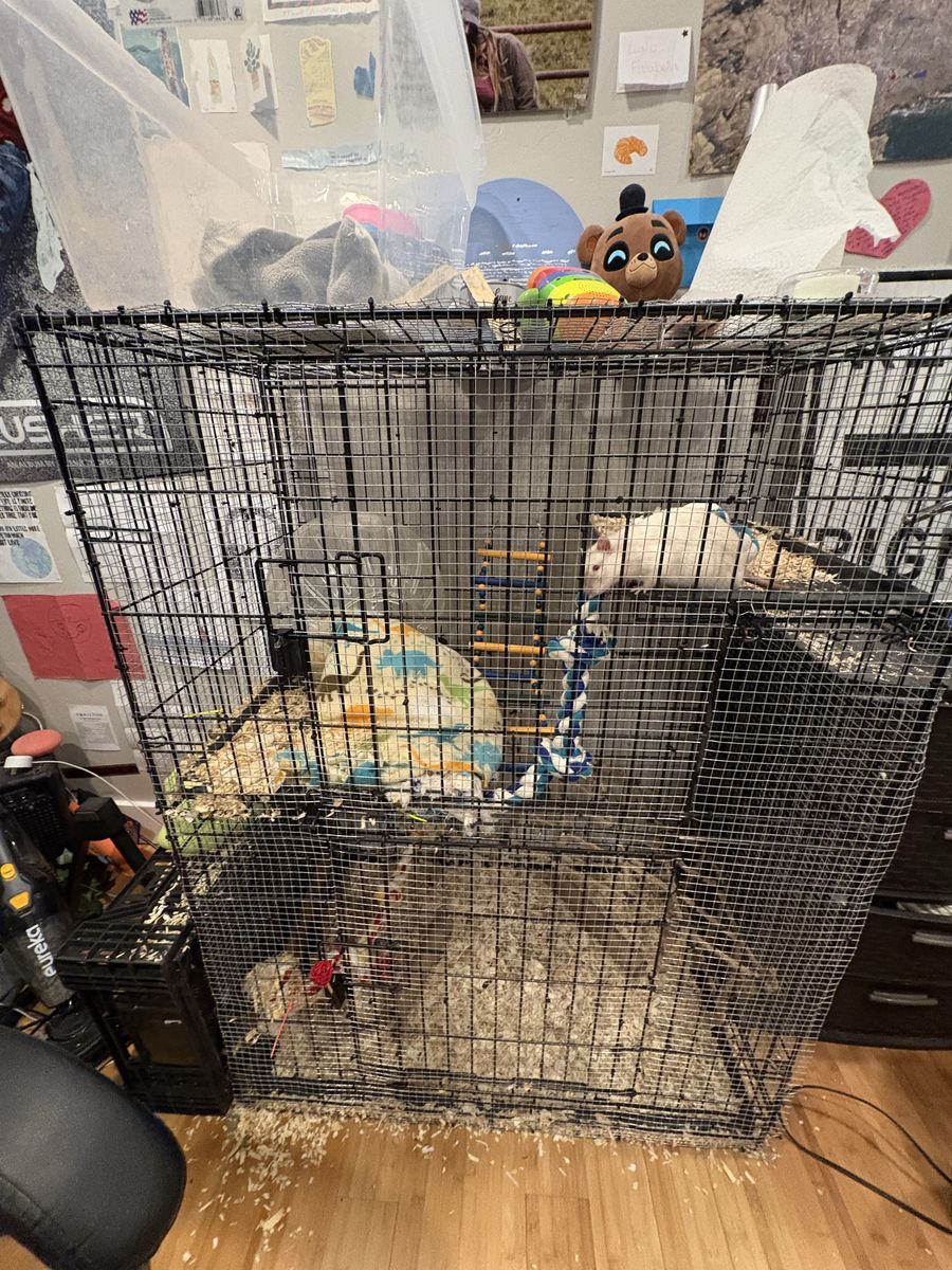 Pet rats + cage + accessories