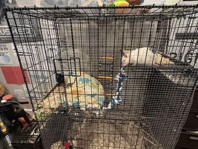 Pet rats + cage + accessories