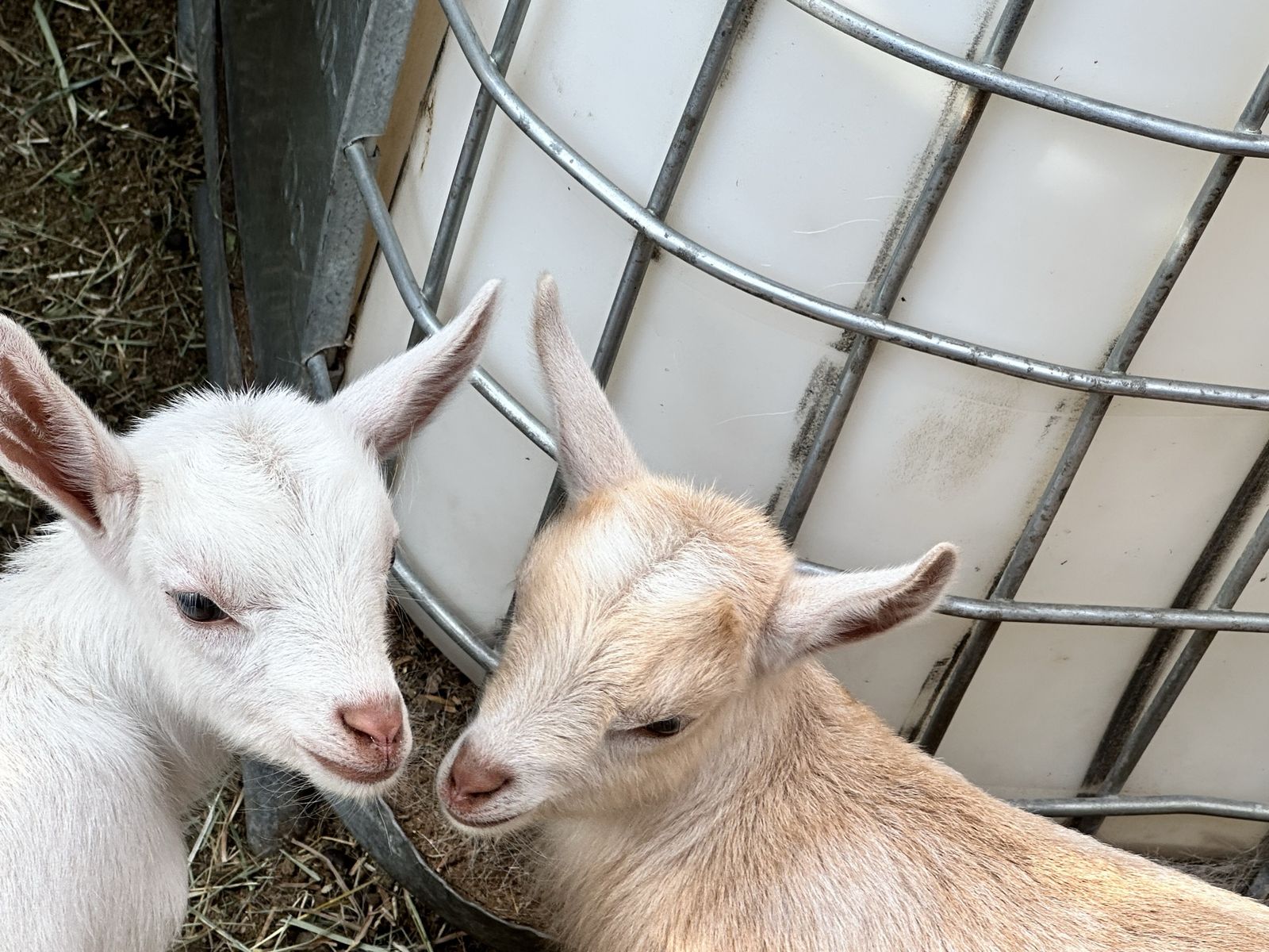 Nigerian dwarf kids 