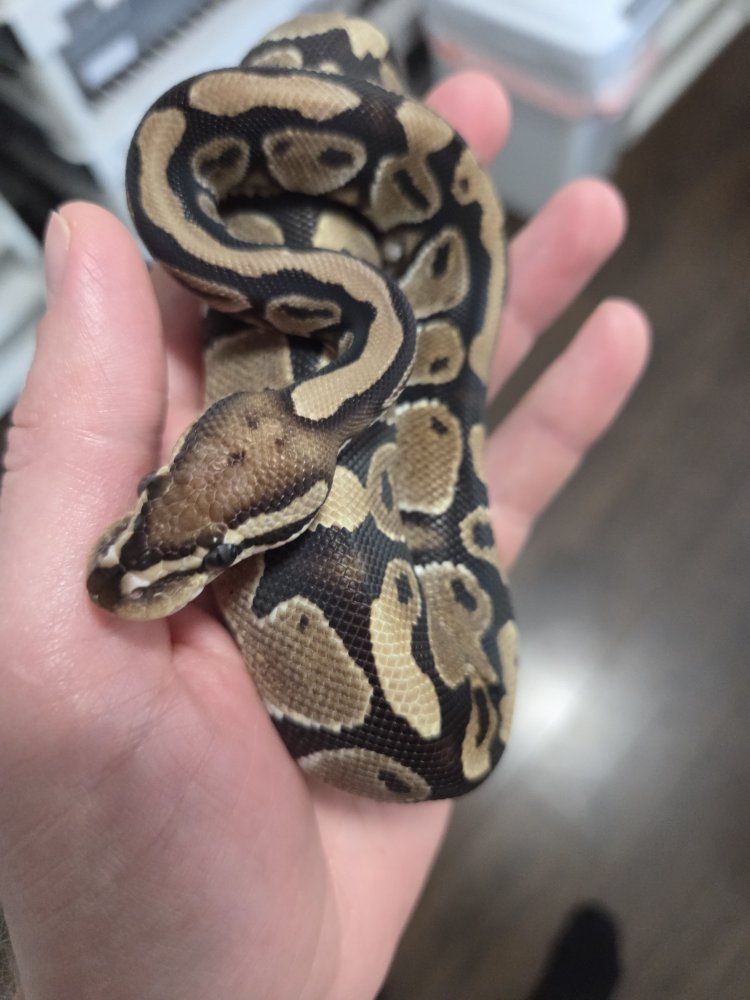 Vanilla Ball Python Hatchling