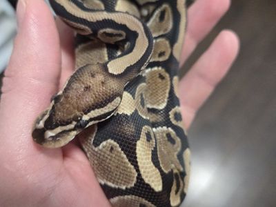 Vanilla Ball Python Hatchling