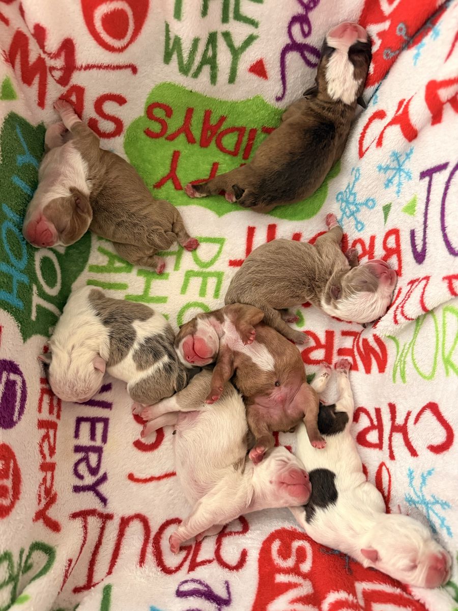 English Bulldog Puppies